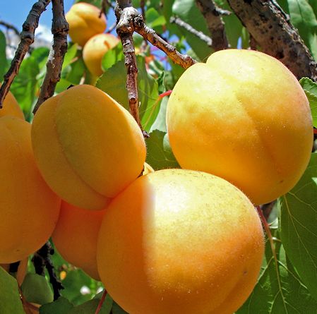 درخت زرد آلو شکر پاره ، یکی از بهترین ارقام محصولات زرد آلوی ایرانی است