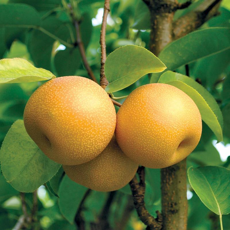درخت گلابی پرتقالی