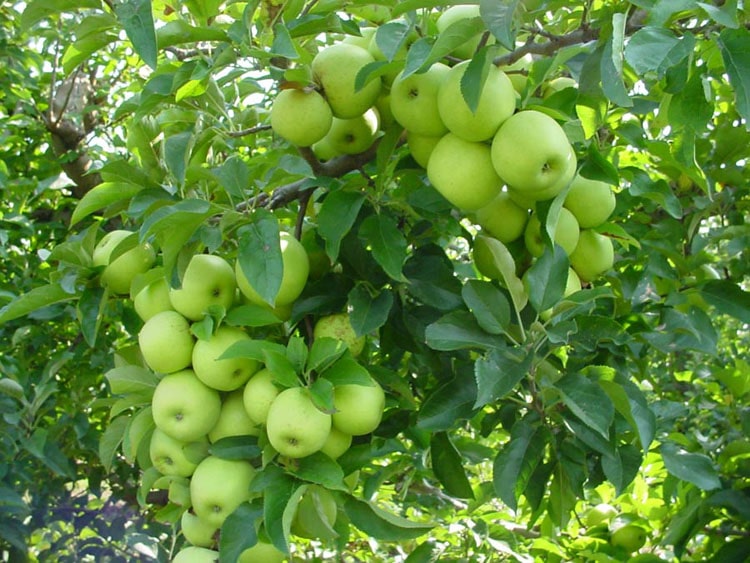 درخت سیب زرد لبنانی