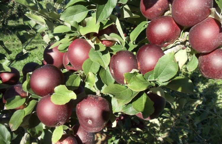 سیب میراکل در تمام جهان جزو پر مصرف ترین و پر طرفدارترین میوه ها است
