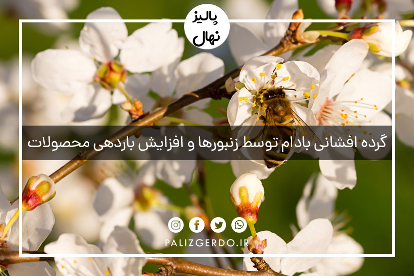 گرده افشانی بادام توسط زنبورها و افزایش باردهی محصولات