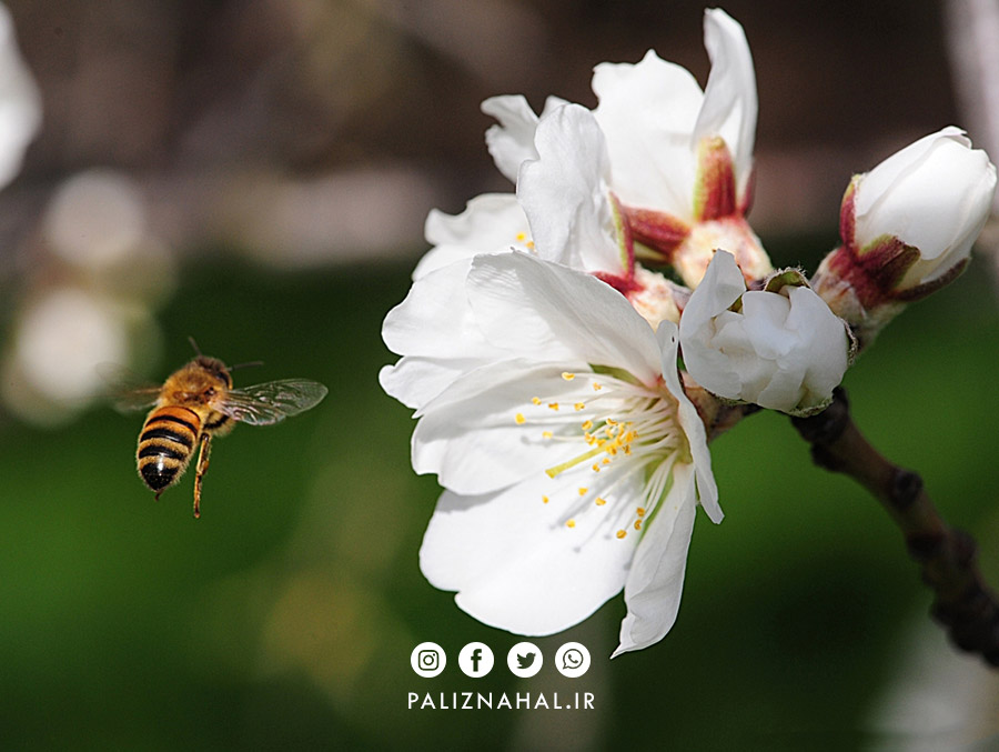 حمایت باغداران از گرده افشانی بادام توسط زنبورها